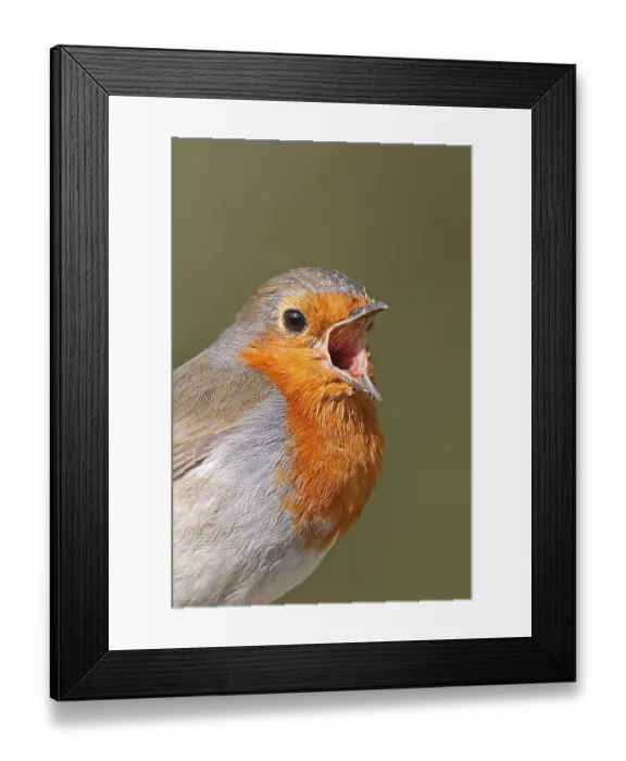 Framed Print : European european robin (Erithacus rubecula) adult