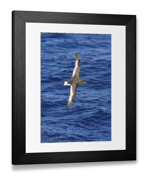 Framed Print : White-winged Petrel, Antarctic Petrel
