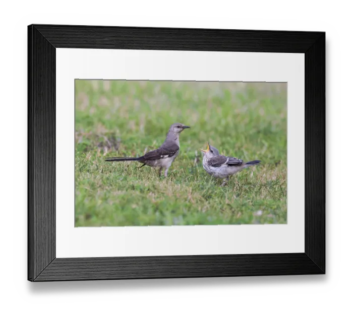 Framed Print : Northern Mockingbird (Mimus polyglottos) adult Framed Print : Northern Mockingbird (Mimus polyglottos) adult