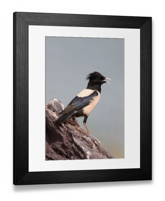 Framed Print : Rosy rosy starling (Sturnus roseus) adult calling