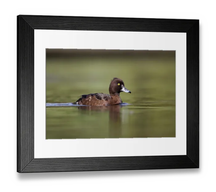 Framed Print : Tufted Duck, tufted ducks (Aythya fuligula)