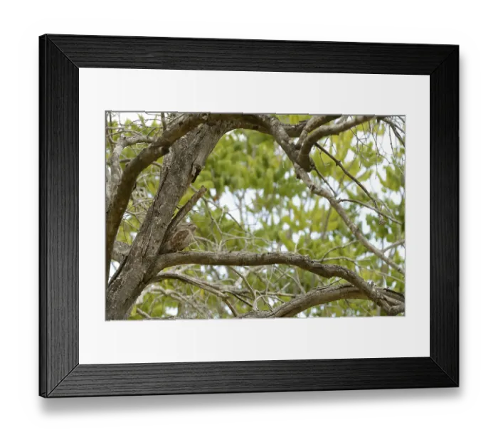 Framed Print : Tawny tawny frogmouth (Podargus strigoides)