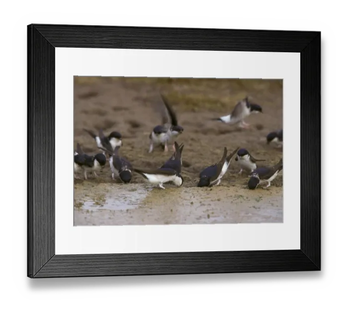 Framed Print : Common house martins (Delichon urbica) Songbirds
