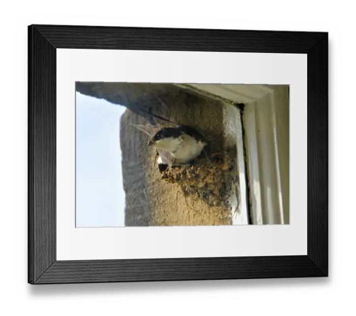 Framed Print : Common house martins (Delichon urbica) Songbirds
