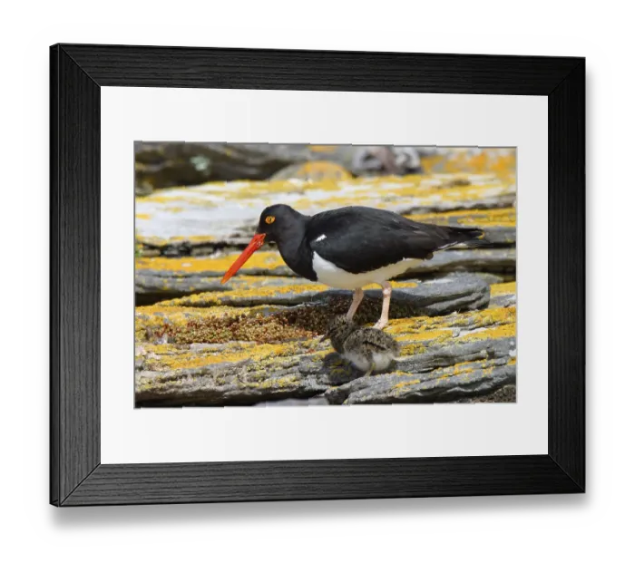 Framed Print : Magellanic Oystercatcher (Haematopus leucopodus)
