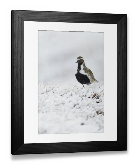 Framed Print : Eurasian Golden Plover (Pluvialis apricaria) adult