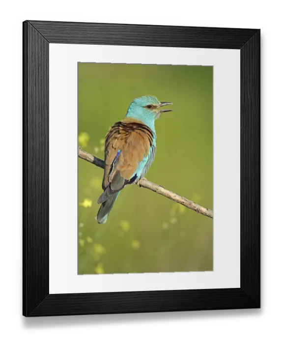 Framed Print : European Roller (Coracias garrulus) adult Framed Print : European Roller (Coracias garrulus) adult