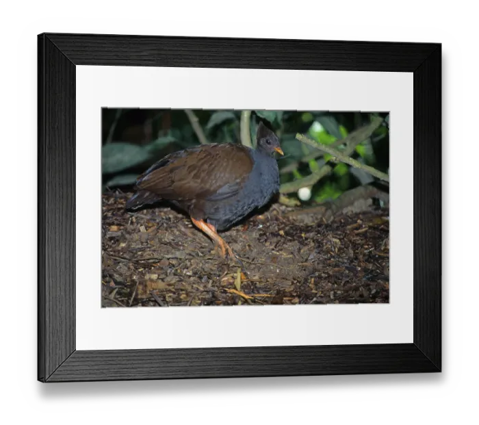 Framed Print : Orange-footed scrubfowl (Megapodius reinwardt) Framed Print : Orange-footed scrubfowl (Megapodius reinwardt)