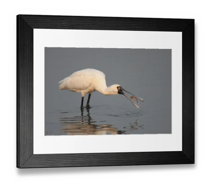 Framed Print : Black-faced black-faced spoonbill (Platalea minor) adult Framed Print : Black-faced black-faced spoonbill (Platalea minor) adult