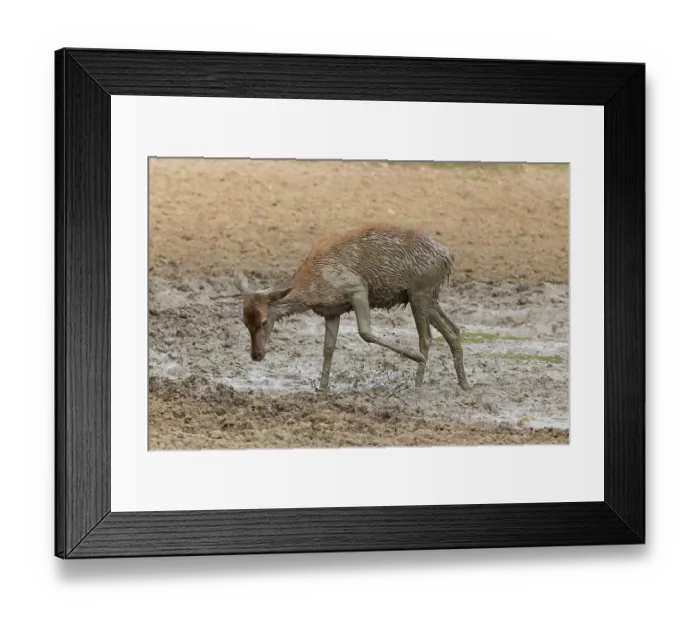Framed Print : Red Deer (Cervus elaphus) hind Framed Print : Red Deer (Cervus elaphus) hind