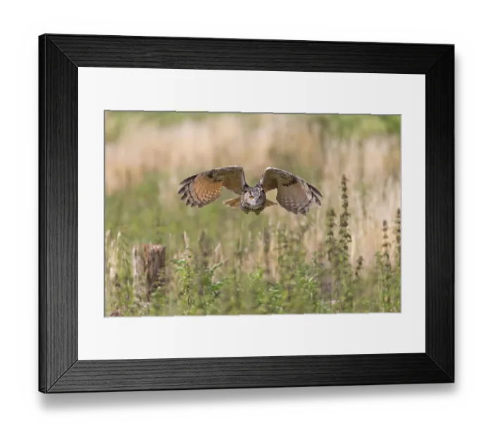 Framed Print : Eurasian eagle-owl (Bubo bubo) Framed Print : Eurasian eagle-owl (Bubo bubo)