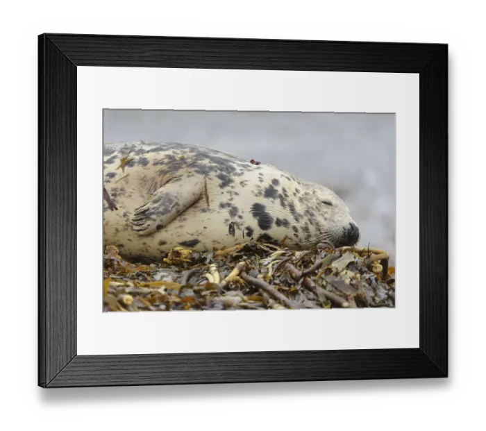 Framed Print : Grey seal, grey seals (Halichoerus grypus)