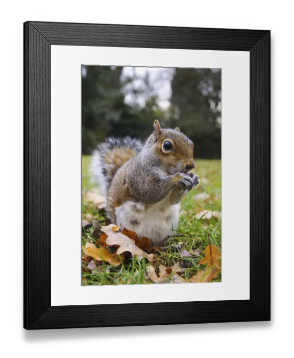 Framed Print : Eastern eastern gray squirrel (Sciurus carolinensis) introduced species Framed Print : Eastern eastern gray squirrel (Sciurus carolinensis) introduced species