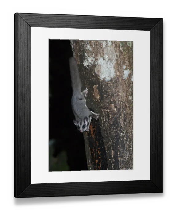 Framed Print : Sugar gliders (Petaurus breviceps)