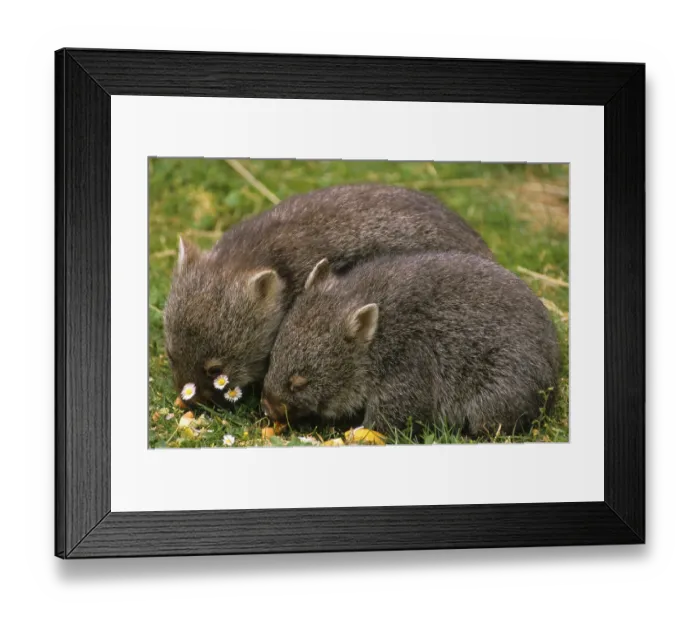 Framed Print : Naked-nosed wombat, Naked-nosed wombat