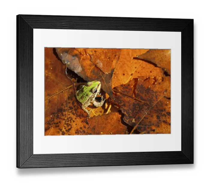 Framed Print : Marsh Frog, Marsh Frogs (Rana ridibunda) Amphibians