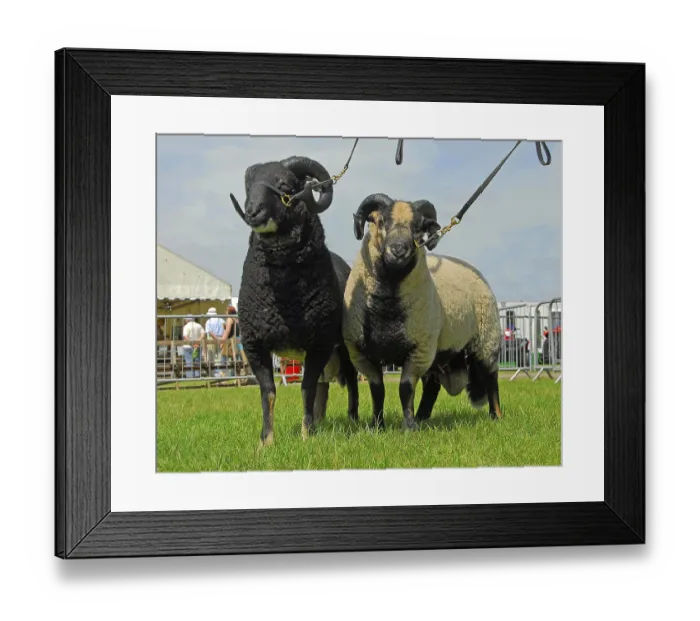 Framed Print : Domestic Sheep, Badger-faced Welsh