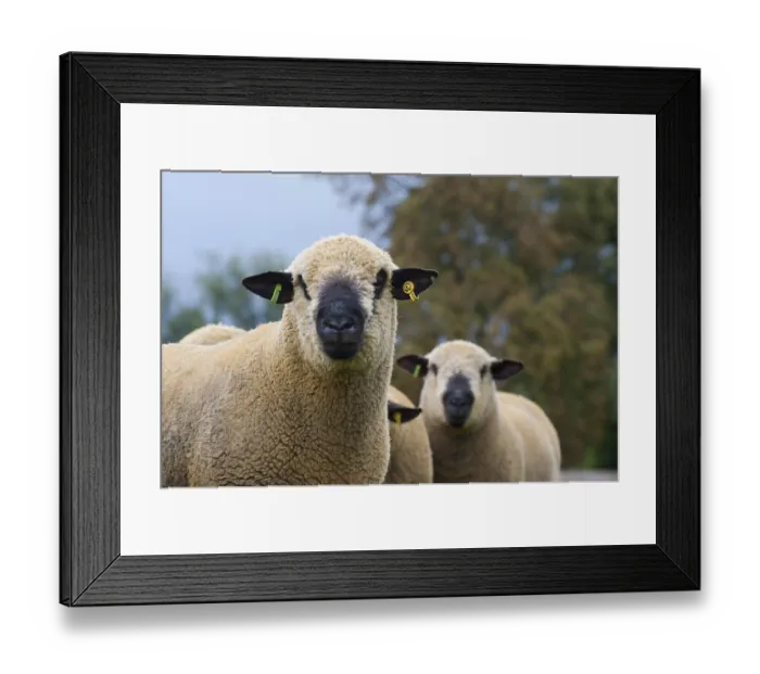 Framed Print : Domestic Sheep, Hampshire Down rams Framed Print : Domestic Sheep, Hampshire Down rams