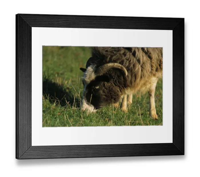 Framed Print : Jacob Sheepshead, close up, eating grass Framed Print : Jacob Sheepshead, close up, eating grass