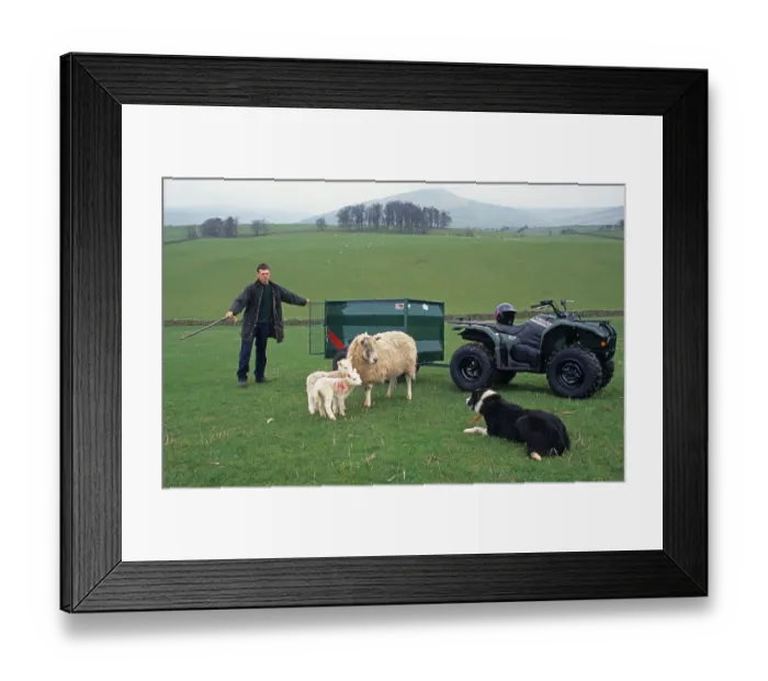 Framed Print : Sheep farming, shepherd with Border Collie Framed Print : Sheep farming, shepherd with Border Collie
