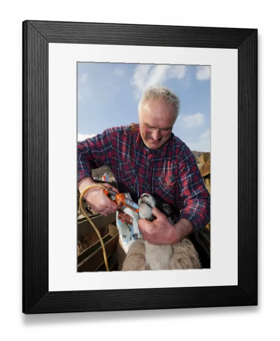 Framed Print : Sheep farming, hill farmer dosing pigs that have returned from winter rearing