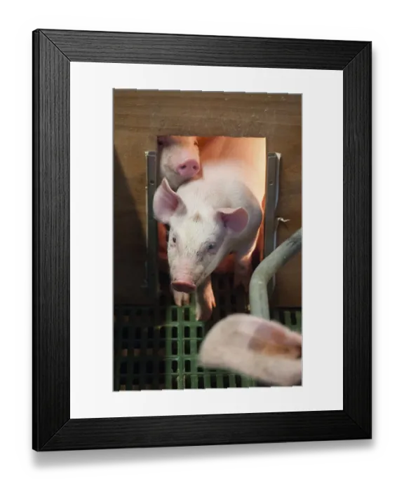Framed Print : Pig farming, three-weeks old piglets