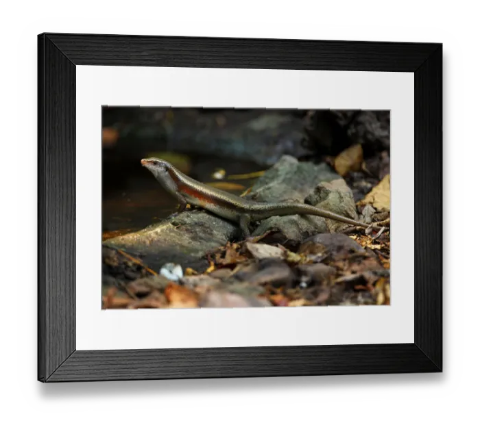 Framed Print : Mabuya multifasciata, Common Sun Skink (Eutropis multifasciata)