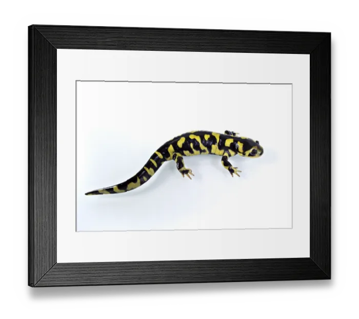Framed Print : Barred Tiger Salamander, Cross Toothed Newt
