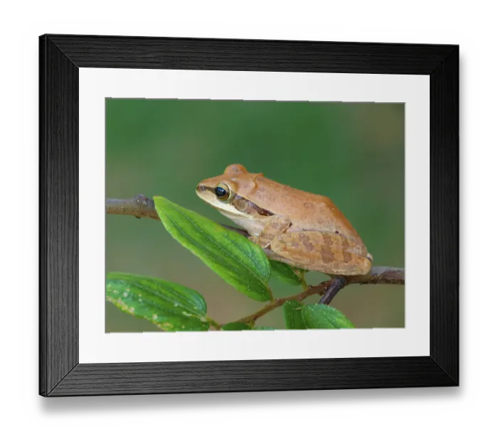 Framed Print : Common Indian tree frog (Polypedates maculatus) adult