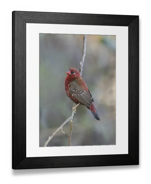 Framed Print : Red Avadavat (Amandava amandava) adult male singing