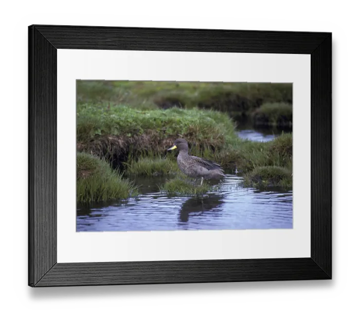 Framed Print : South American Teal, Chilean Teal Framed Print : South American Teal, Chilean Teal