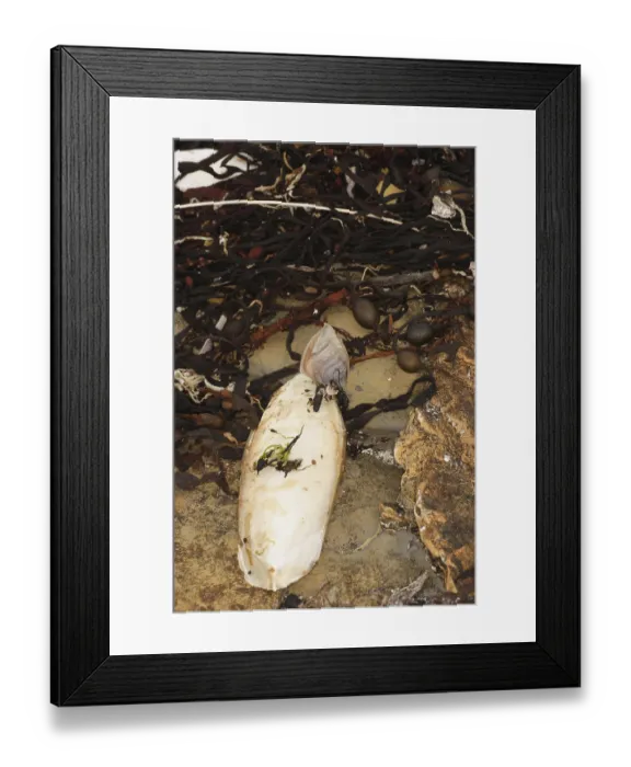 Framed Print : Common cuttlefish (Sepia officinalis) Squid
