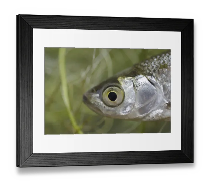 Framed Print : Bleak, Onionfish, Bleak, common bleaks (Alburnus alburnus) Bleaks