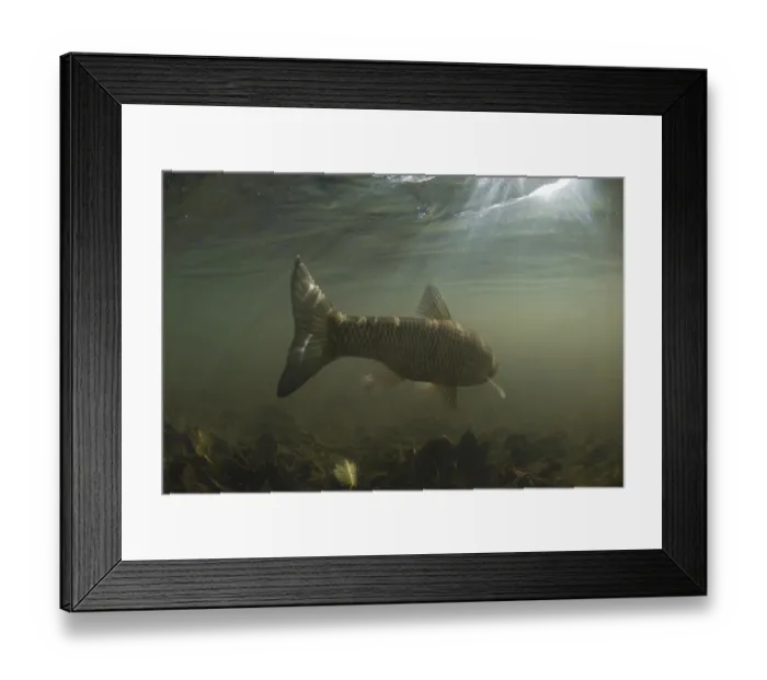 Framed Print : European Chub (Squalius cephalus) adult