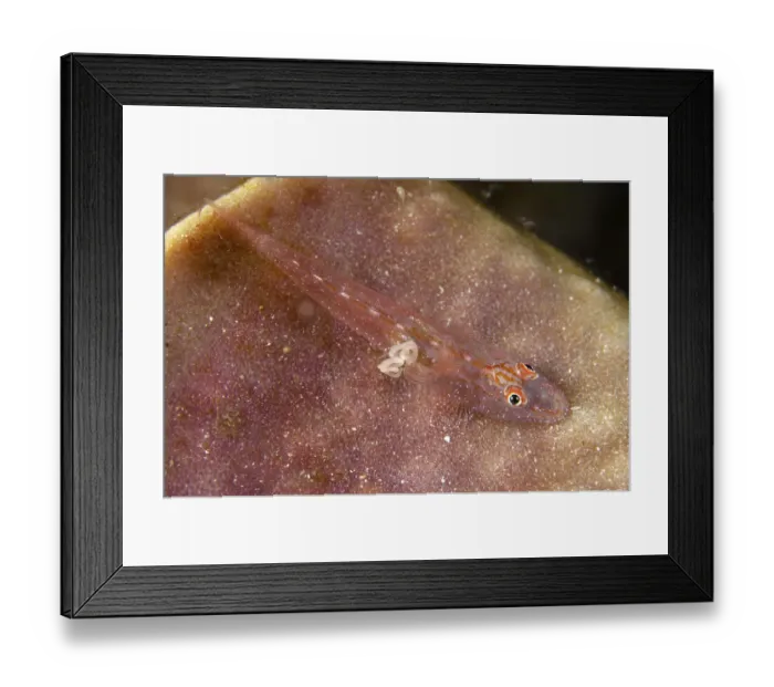 Framed Print : Slender Spongegoby (Phyllogobius platycephalops) adult