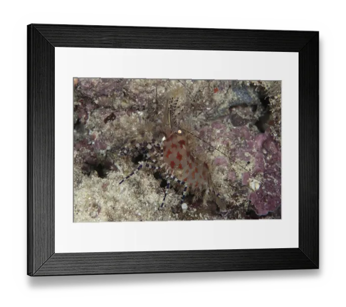 Framed Print : Common Marble Shrimp, Common marbled shrimp (Saron marmoratus)