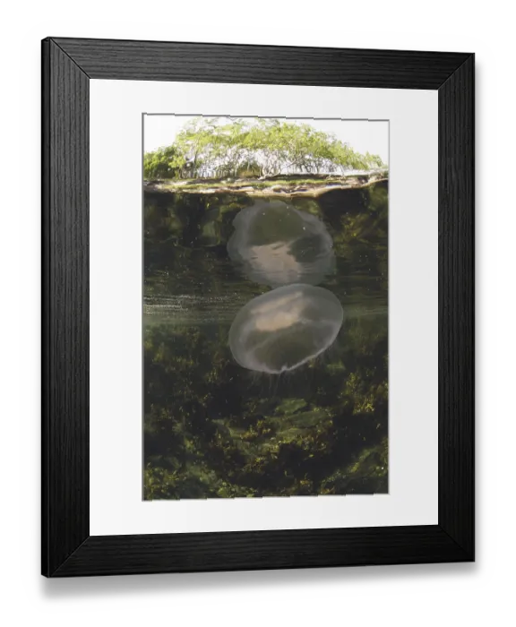 Framed Print : Common common jellyfish (Aurelia aurita) adult