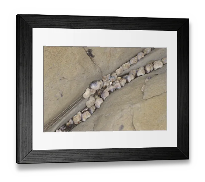 Framed Print : Small Periwinkle (Littorina neritoides) adults