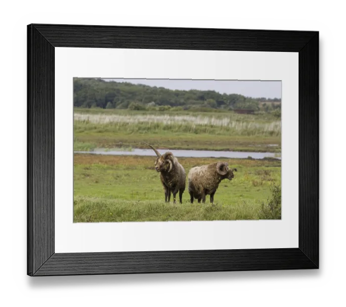 Framed Print : Manx loaghtan sheep, purebred, pets