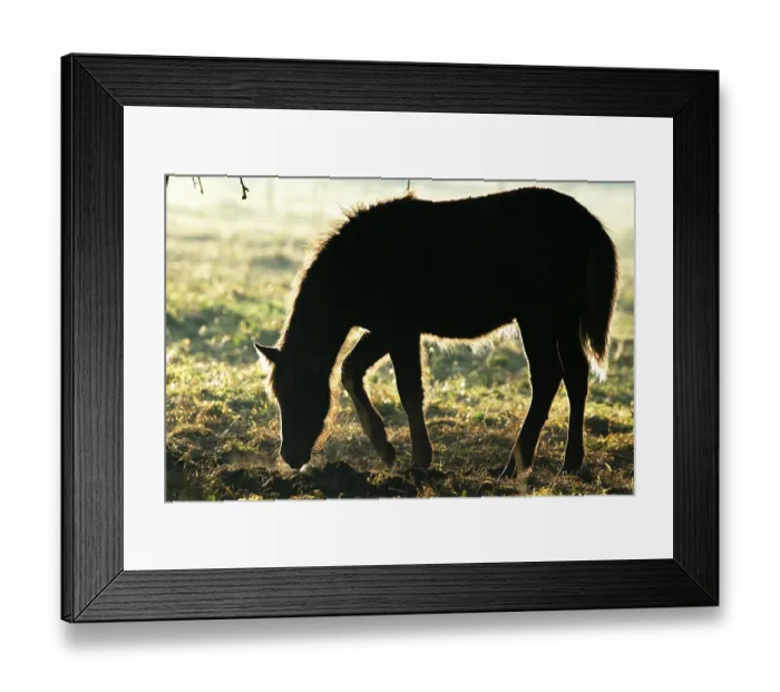 Framed Print : ICELANDPFERD