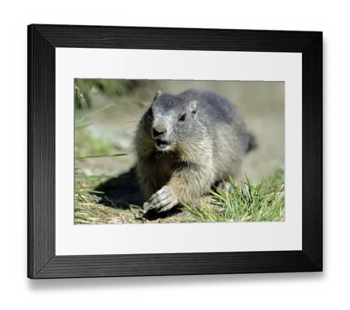 Framed Print : Marmot (marmota) (Alps), Marmoto