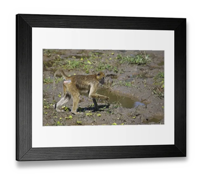 Framed Print : Yellow Baboon (papio cynocephalus) foraging Framed Print : Yellow Baboon (papio cynocephalus) foraging