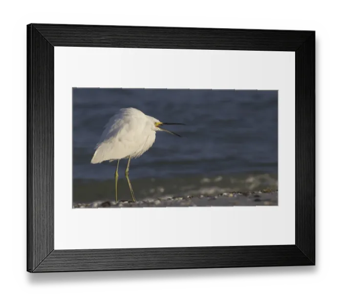 Framed Print : Snowy Egret on Sanibel Island, Florida