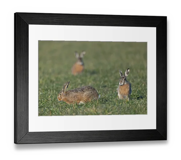 Framed Print : Tense calm between buck and female European Hare (Lepus europaeus)