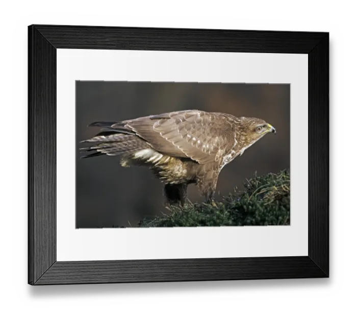 Framed Print : Common steppe buzzard (Buteo buteo) dangling on a root plate (Buzzard)