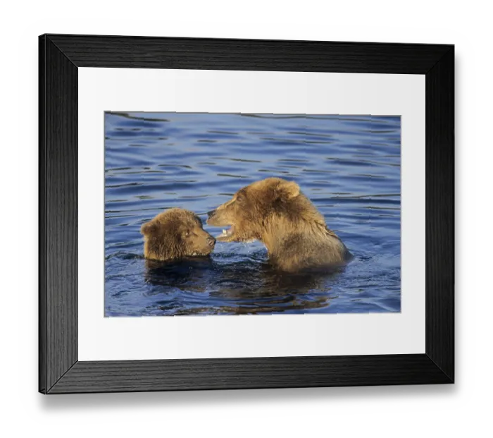 Framed Print : Grizzly Bear sow young playing in water (Grizzly) (Brown Bear) (Ursus arctos)
