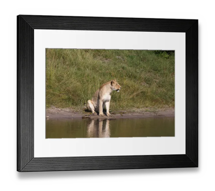 Framed Print : Lioness in Chobe National Park in Botswana