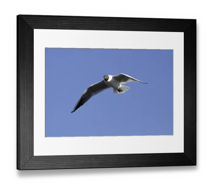 Framed Print : Black-headed gull in splendour