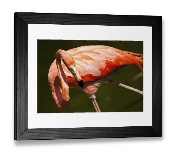 Framed Print : Cuban flamingo or pink flamingo