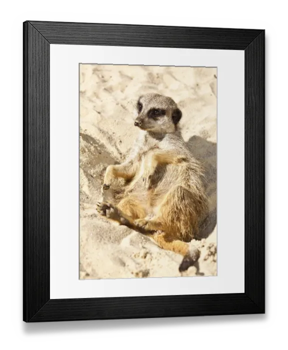 Framed Print : Meerkat (Suricata suricatta)